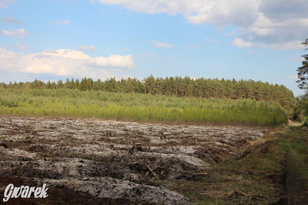 Pniowiec - zielony zakątek Tarnowskich Gór