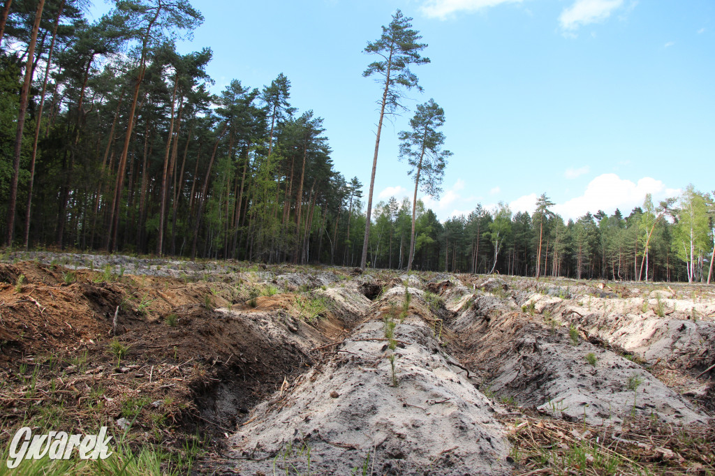Pniowiec - zielony zakątek Tarnowskich Gór