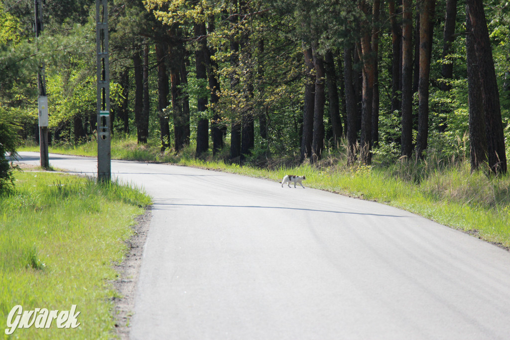 Pniowiec - zielony zakątek Tarnowskich Gór
