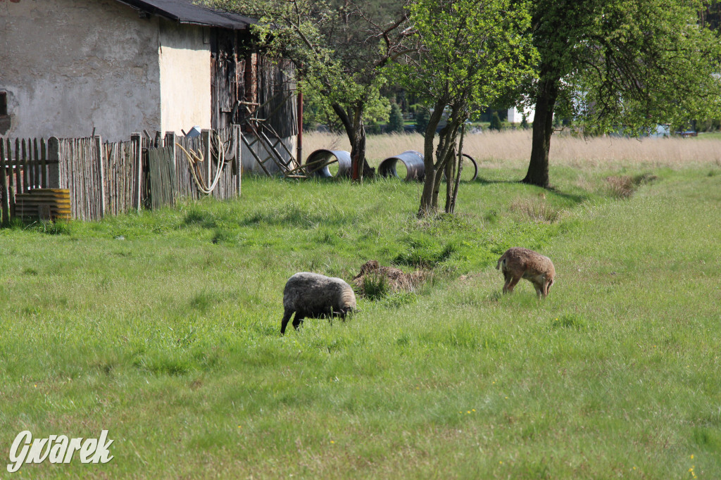 Pniowiec - zielony zakątek Tarnowskich Gór