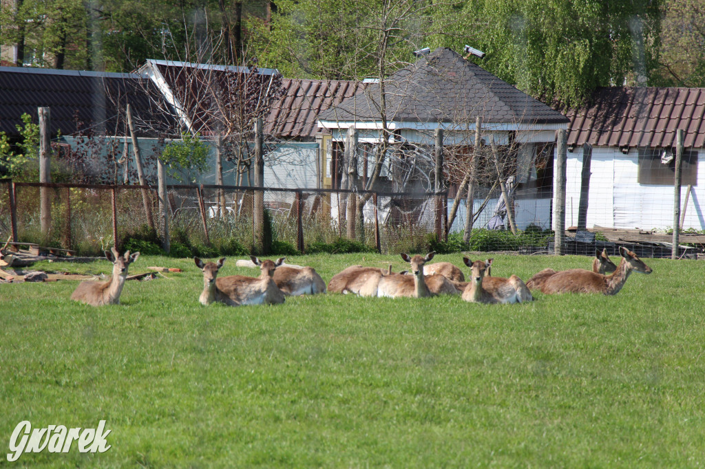 Pniowiec - zielony zakątek Tarnowskich Gór