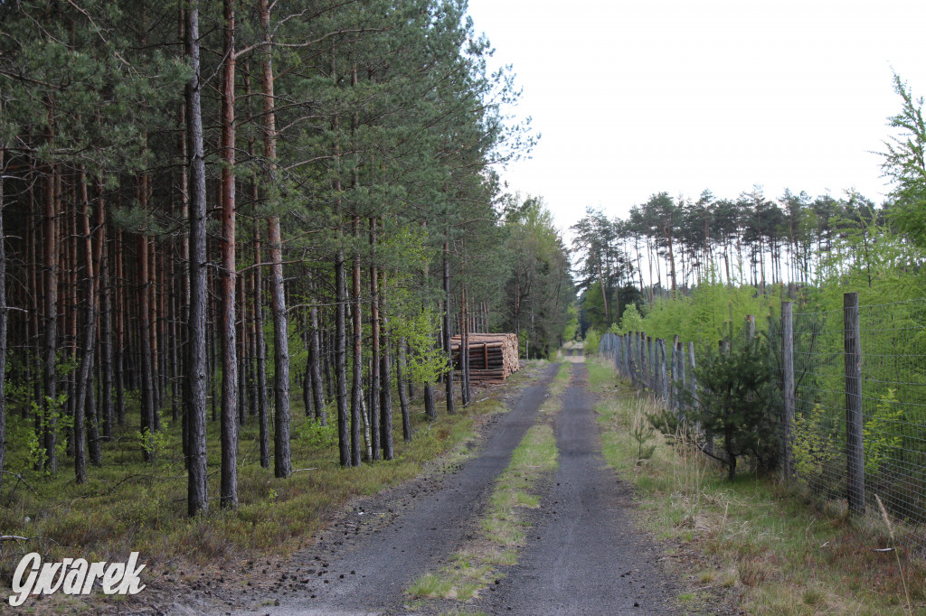 Pniowiec - zielony zakątek Tarnowskich Gór