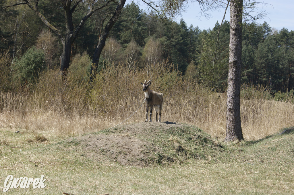 Pniowiec - zielony zakątek Tarnowskich Gór