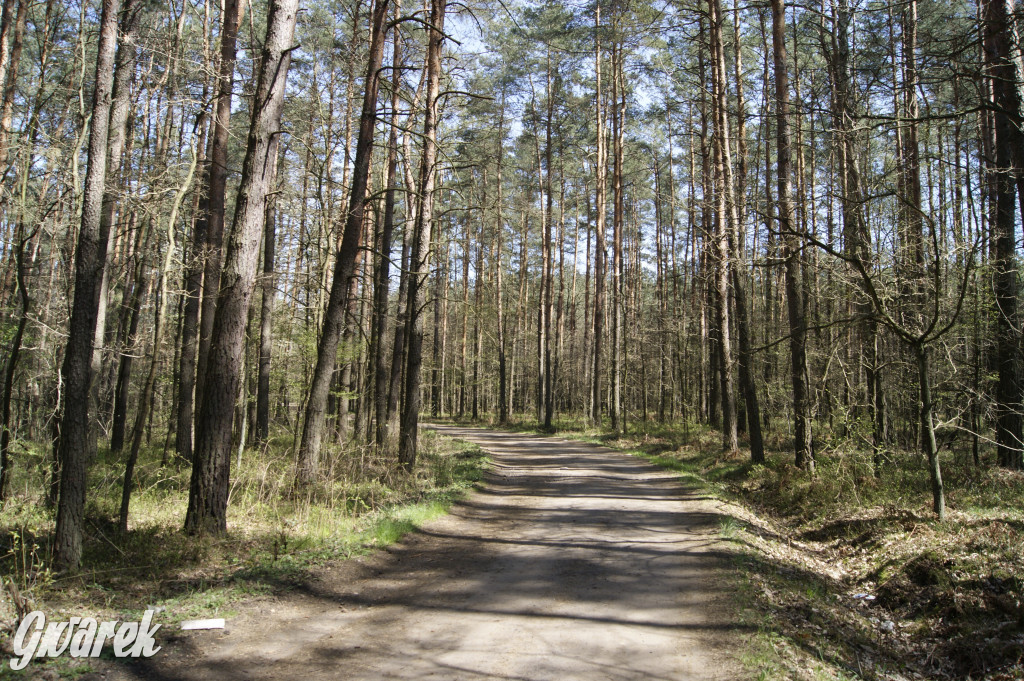 Pniowiec - zielony zakątek Tarnowskich Gór