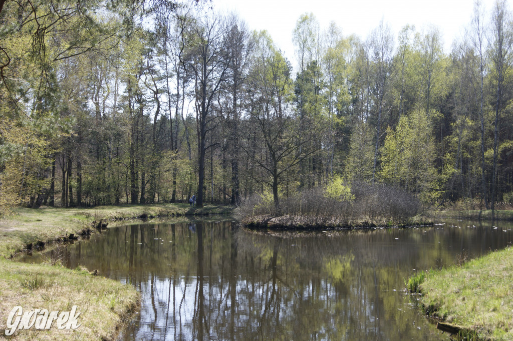 Pniowiec - zielony zakątek Tarnowskich Gór