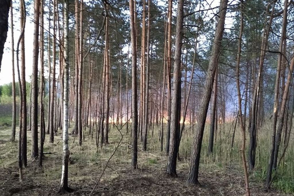 Płoną lasy. Podpalacze w akcji