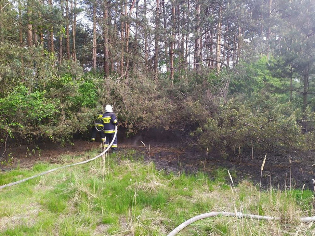 Płoną lasy. Podpalacze w akcji