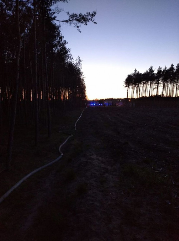 Płoną lasy. Podpalacze w akcji