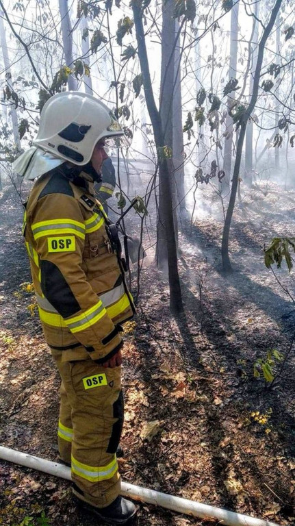 Płoną lasy. Podpalacze w akcji