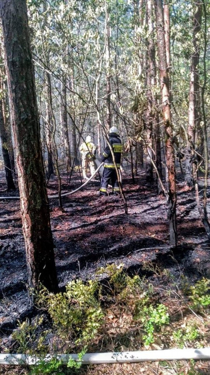 Płoną lasy. Podpalacze w akcji