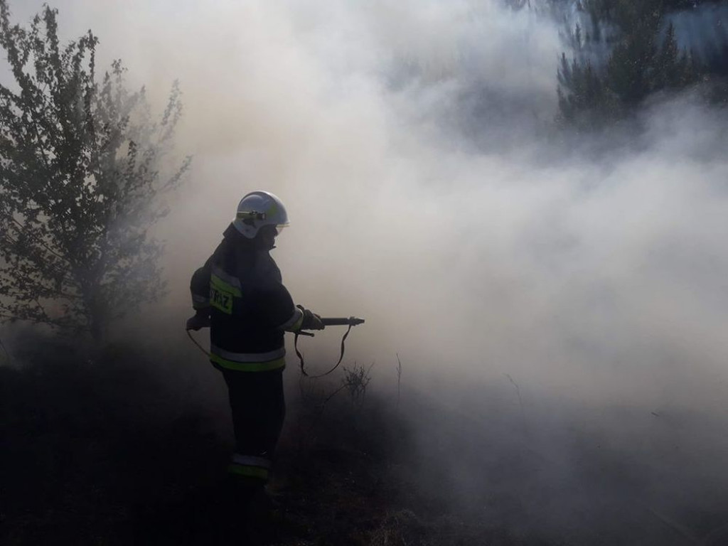 Płoną lasy. Podpalacze w akcji