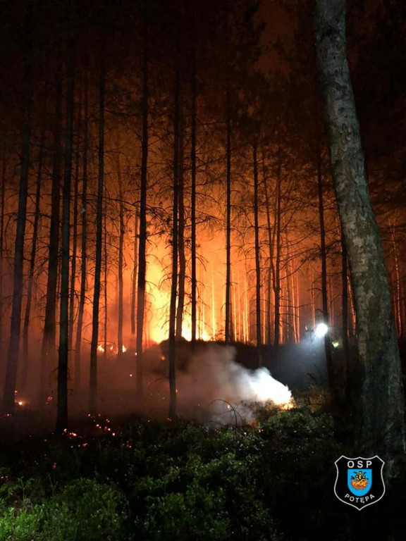 Płoną lasy. Podpalacze w akcji