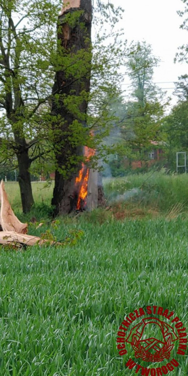 W Brynku od uderzenia pioruna zapaliło się drzewo
