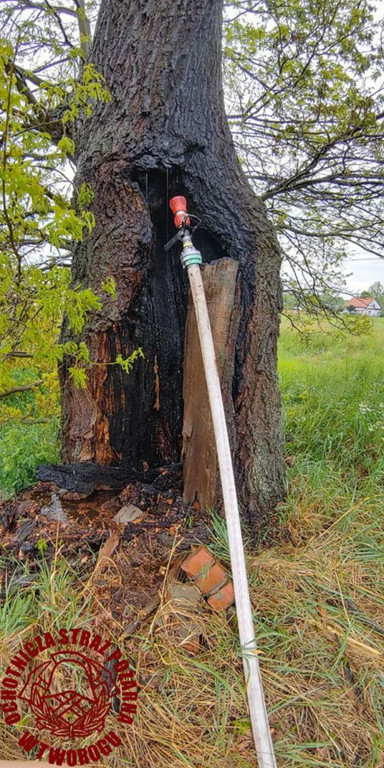 W Brynku od uderzenia pioruna zapaliło się drzewo