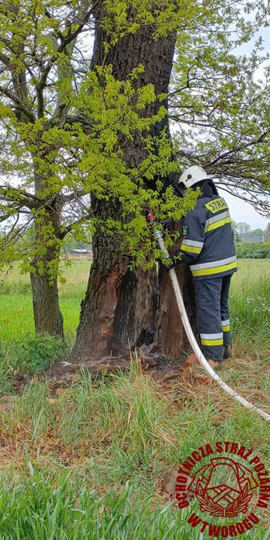 W Brynku od uderzenia pioruna zapaliło się drzewo