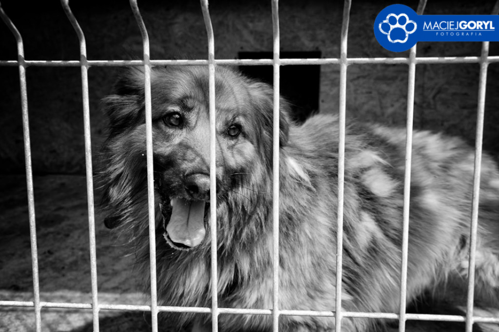 Bezdomne psiaki z Miedar w obiektywie Macieja Goryla