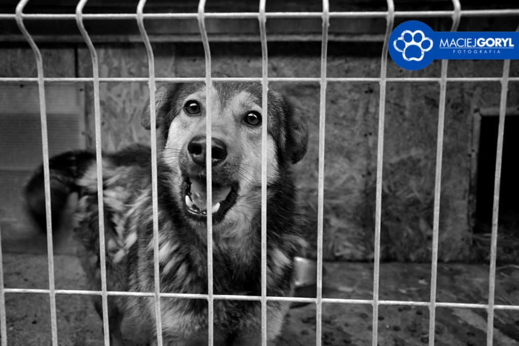 Bezdomne psiaki z Miedar w obiektywie Macieja Goryla