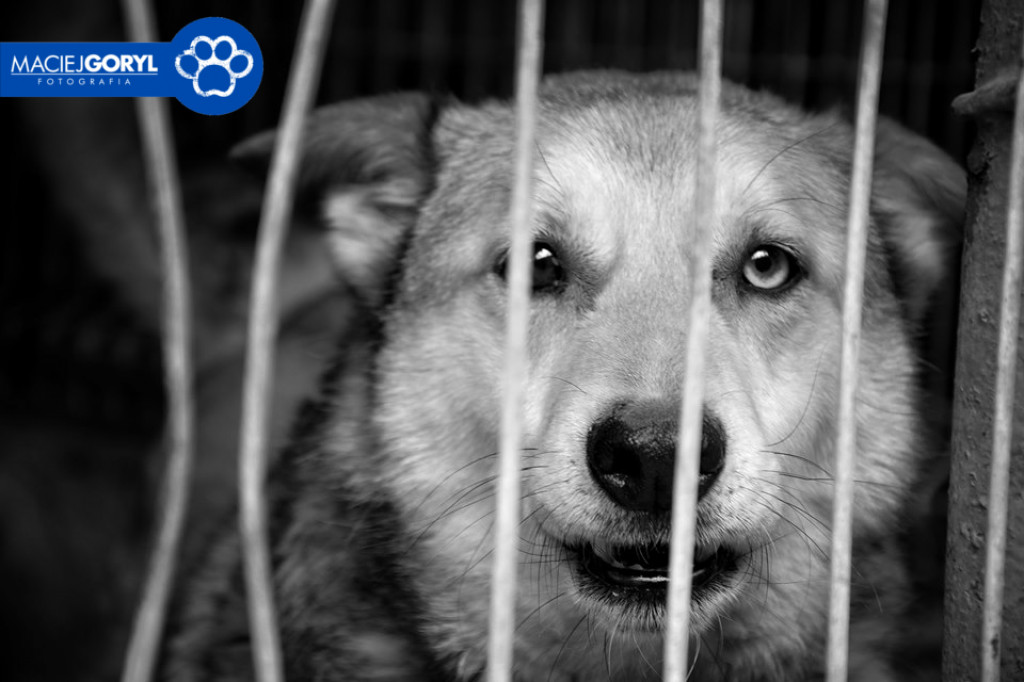 Bezdomne psiaki z Miedar w obiektywie Macieja Goryla
