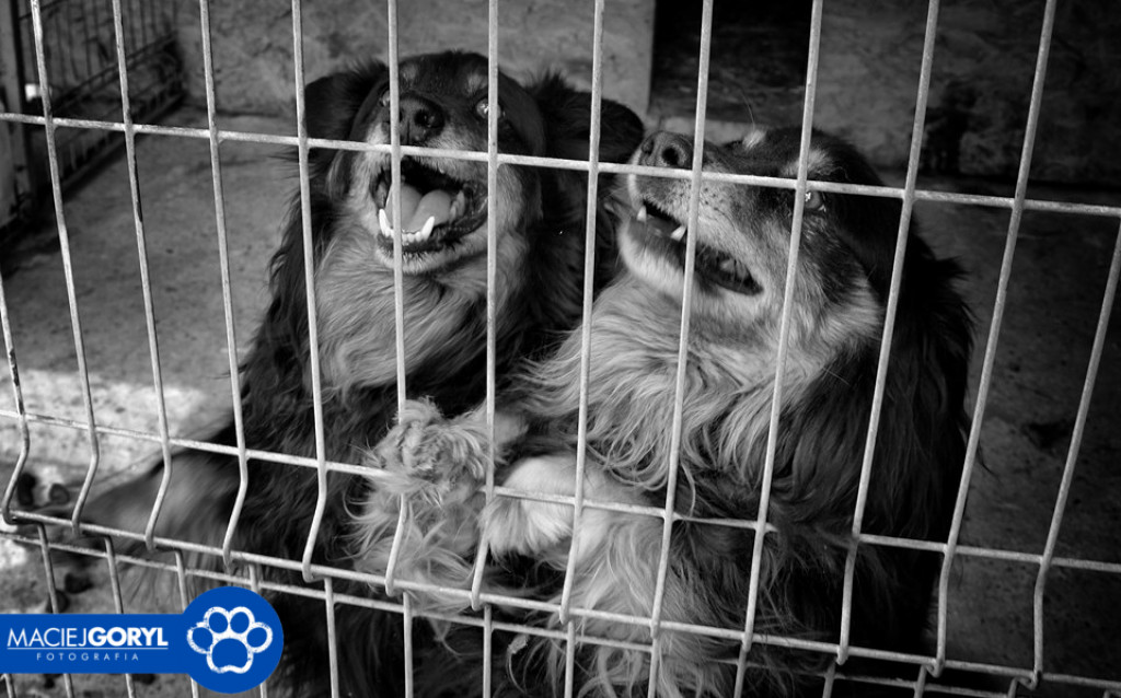 Bezdomne psiaki z Miedar w obiektywie Macieja Goryla
