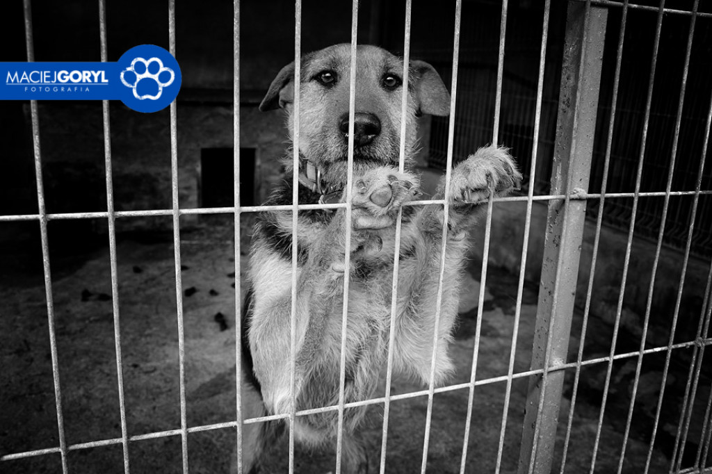 Bezdomne psiaki z Miedar w obiektywie Macieja Goryla