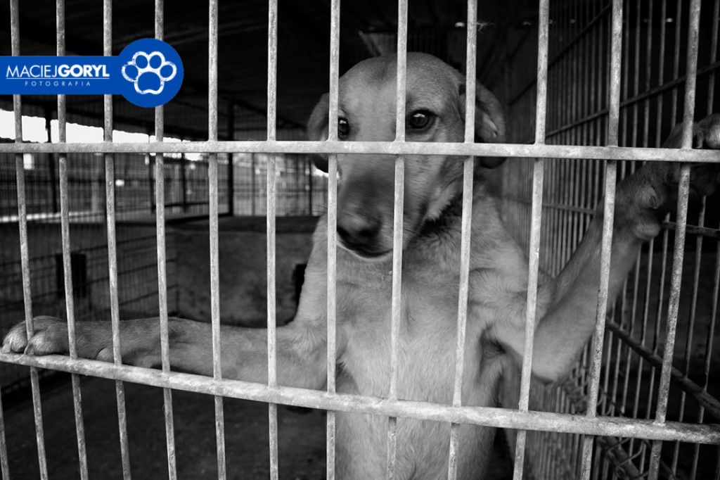Bezdomne psiaki z Miedar w obiektywie Macieja Goryla