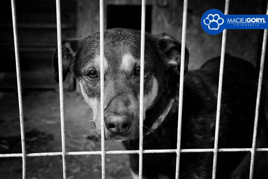 Bezdomne psiaki z Miedar w obiektywie Macieja Goryla