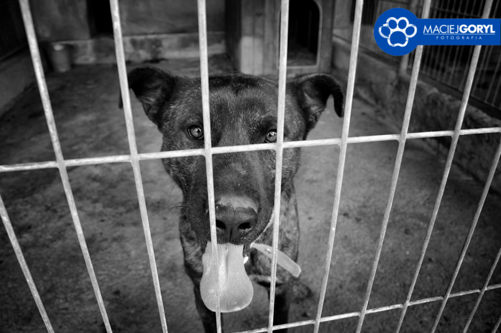 Bezdomne psiaki z Miedar w obiektywie Macieja Goryla