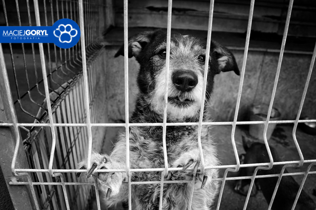 Bezdomne psiaki z Miedar w obiektywie Macieja Goryla