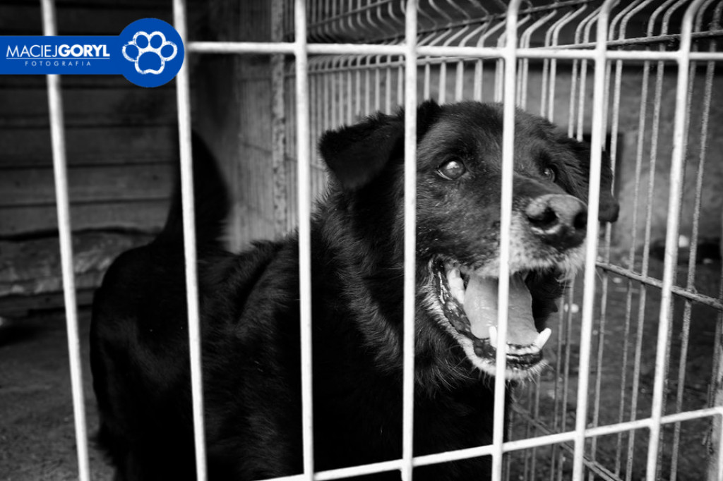 Bezdomne psiaki z Miedar w obiektywie Macieja Goryla