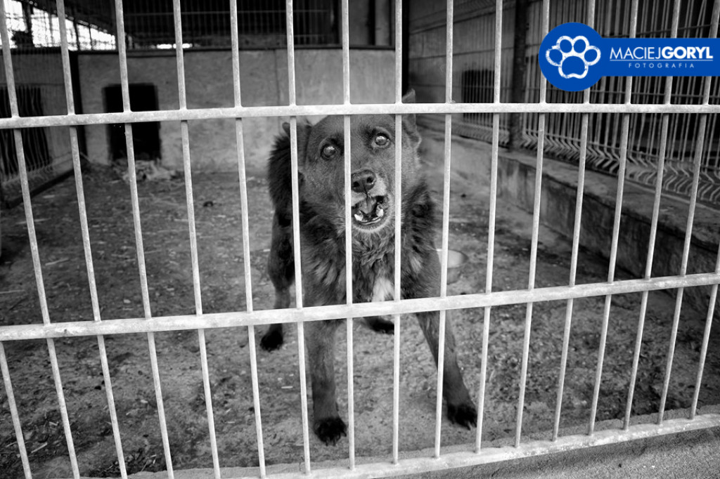 Bezdomne psiaki z Miedar w obiektywie Macieja Goryla