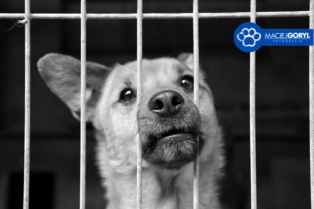Bezdomne psiaki z Miedar w obiektywie Macieja Goryla