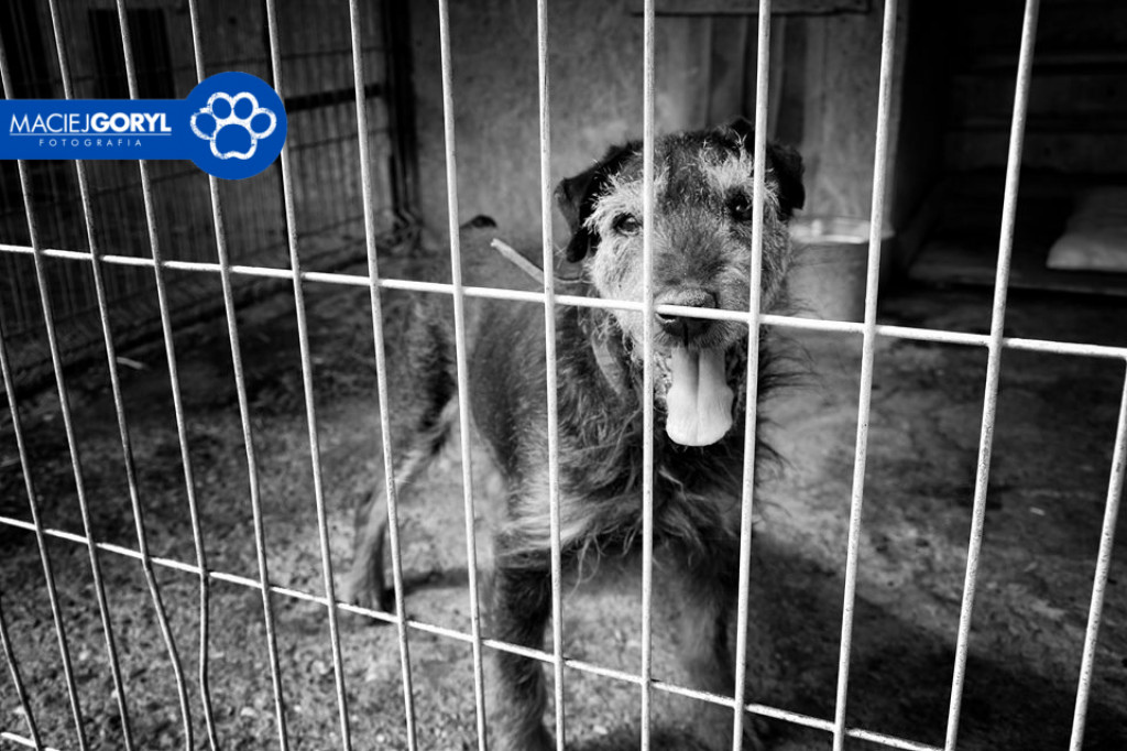 Bezdomne psiaki z Miedar w obiektywie Macieja Goryla