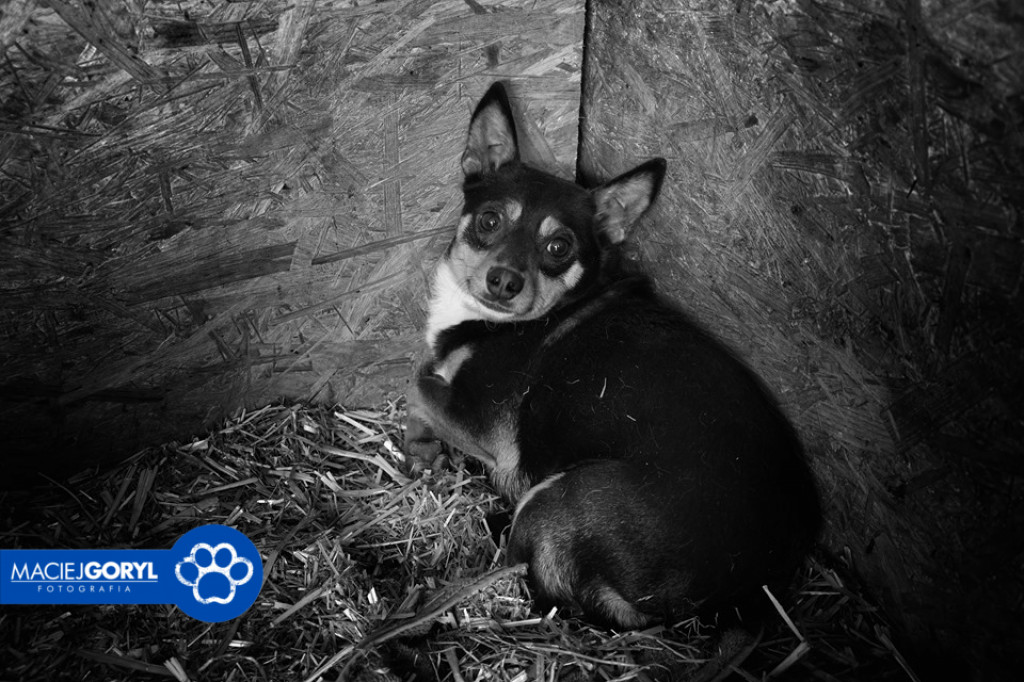 Bezdomne psiaki z Miedar w obiektywie Macieja Goryla