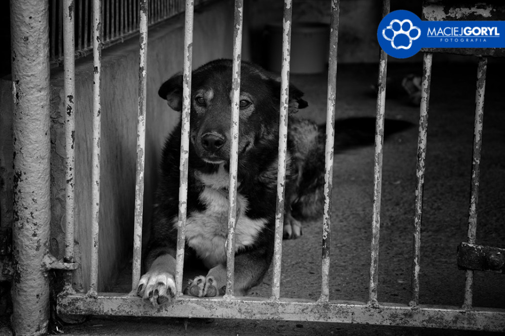 Bezdomne psiaki z Miedar w obiektywie Macieja Goryla