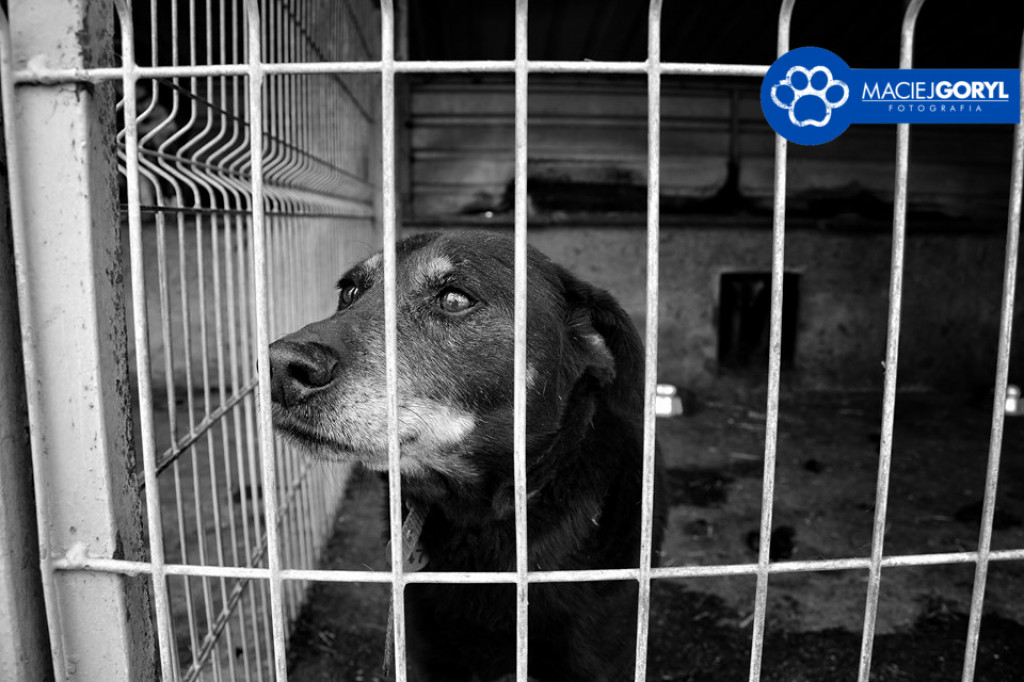 Bezdomne psiaki z Miedar w obiektywie Macieja Goryla