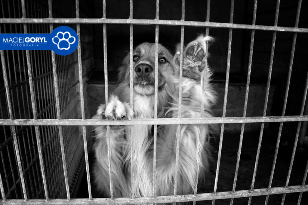 Bezdomne psiaki z Miedar w obiektywie Macieja Goryla