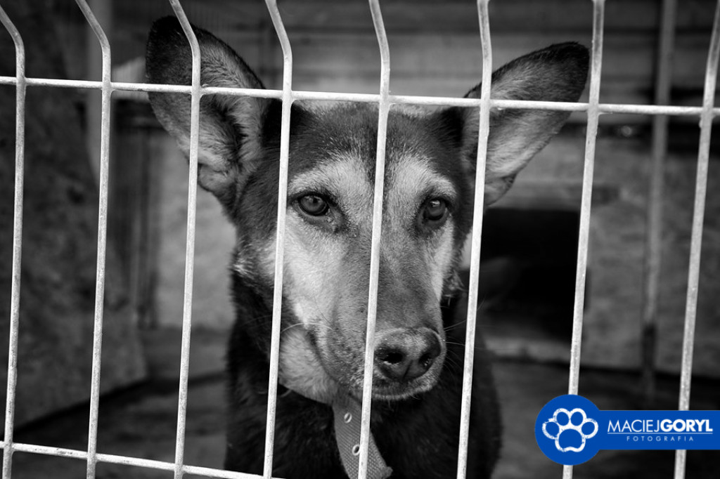 Bezdomne psiaki z Miedar w obiektywie Macieja Goryla