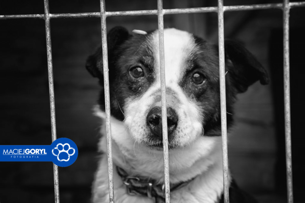 Bezdomne psiaki z Miedar w obiektywie Macieja Goryla