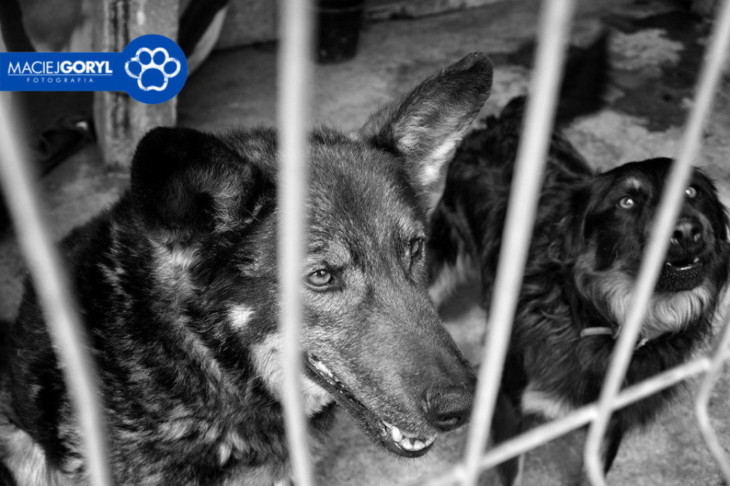 Bezdomne psiaki z Miedar w obiektywie Macieja Goryla