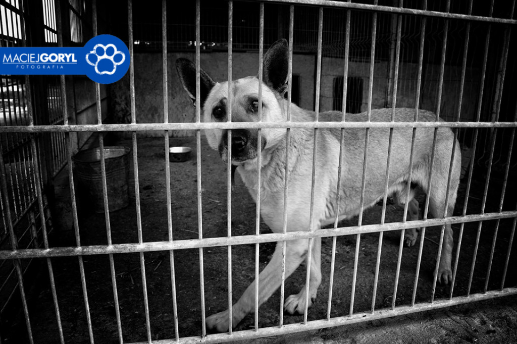 Bezdomne psiaki z Miedar w obiektywie Macieja Goryla