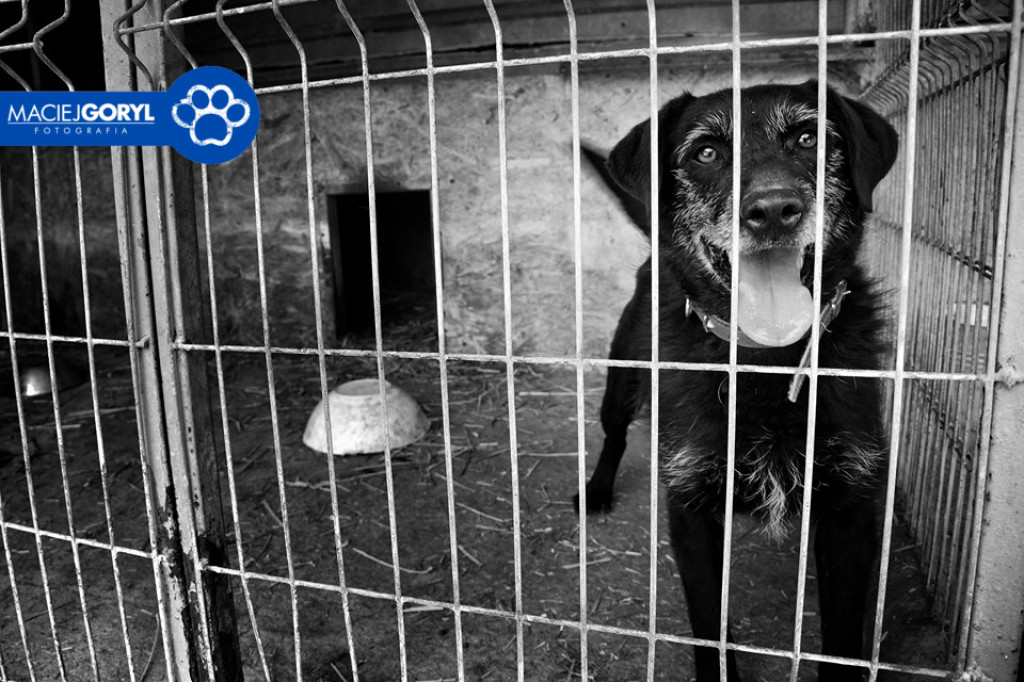 Bezdomne psiaki z Miedar w obiektywie Macieja Goryla