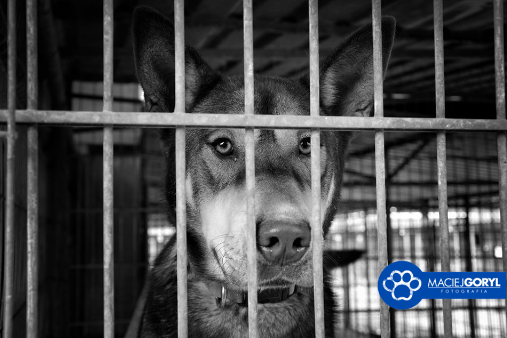 Bezdomne psiaki z Miedar w obiektywie Macieja Goryla