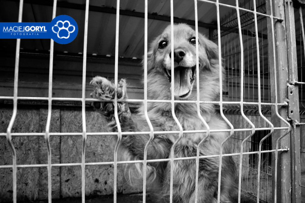 Bezdomne psiaki z Miedar w obiektywie Macieja Goryla