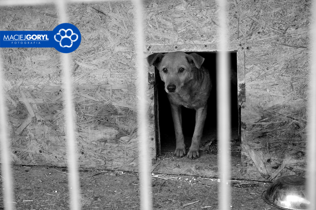 Bezdomne psiaki z Miedar w obiektywie Macieja Goryla