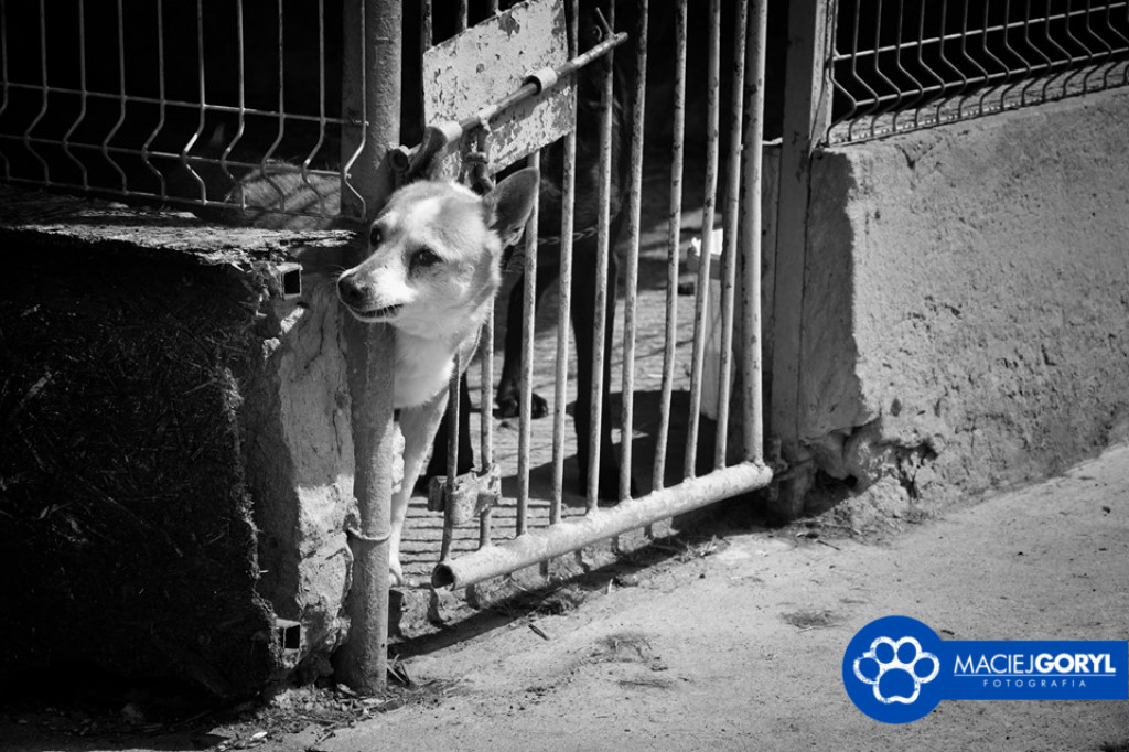 Bezdomne psiaki z Miedar w obiektywie Macieja Goryla