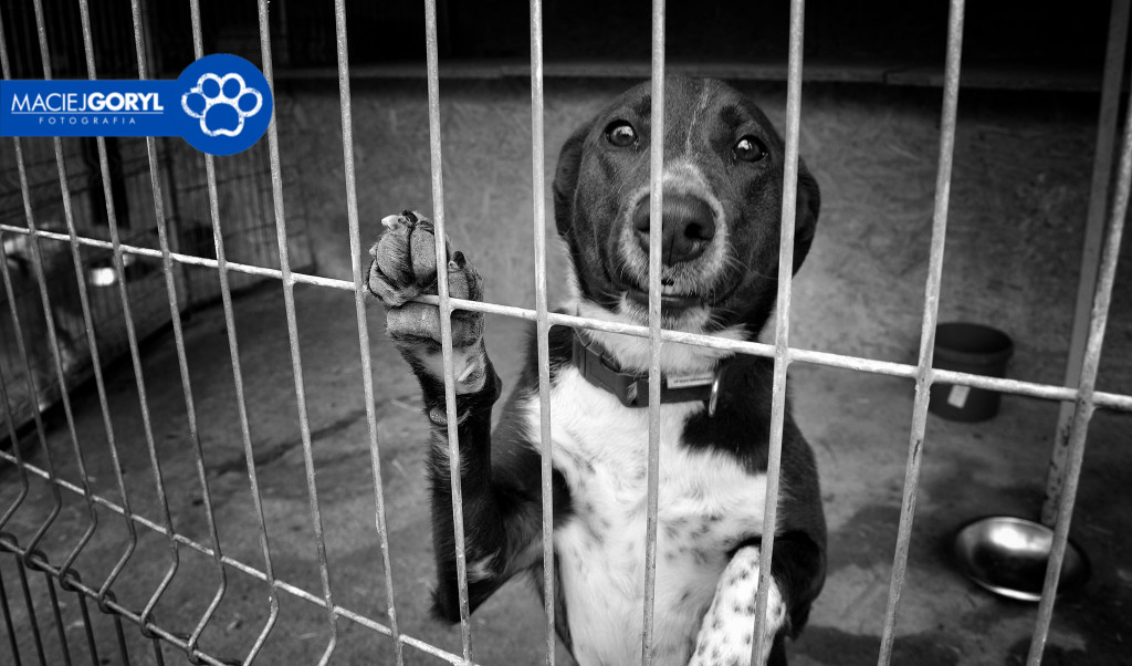 Bezdomne psiaki z Miedar w obiektywie Macieja Goryla