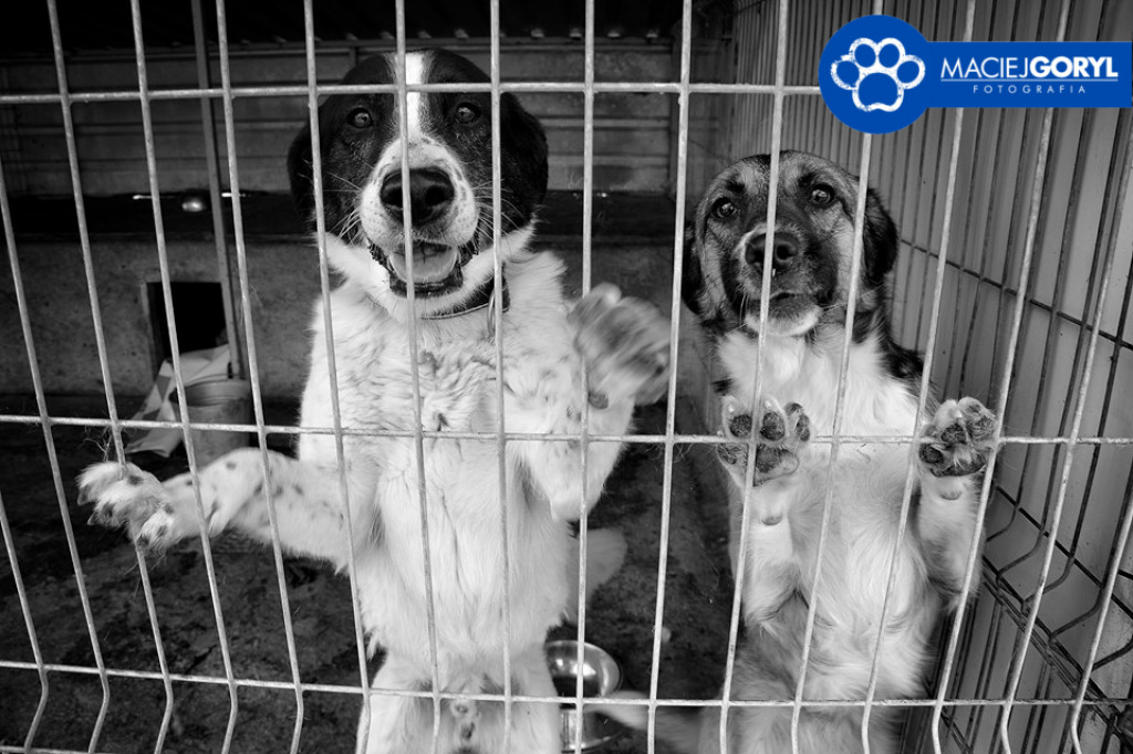 Bezdomne psiaki z Miedar w obiektywie Macieja Goryla