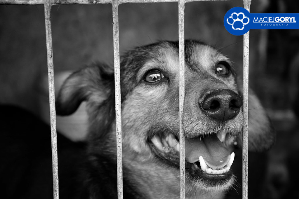 Bezdomne psiaki z Miedar w obiektywie Macieja Goryla