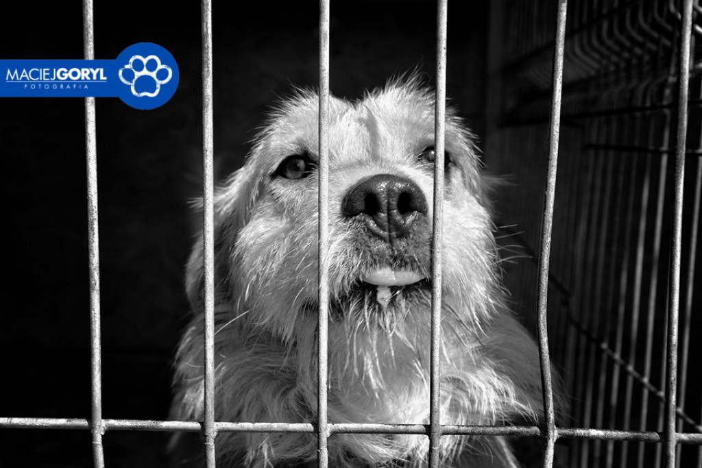Bezdomne psiaki z Miedar w obiektywie Macieja Goryla