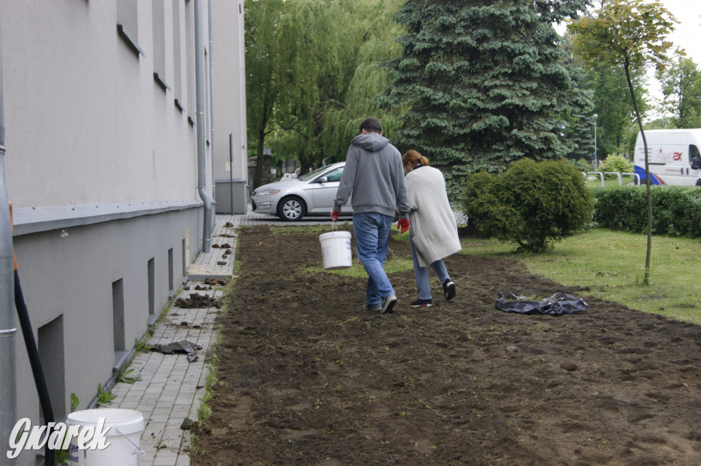 Przed liceum zasiali łąkę kwietną